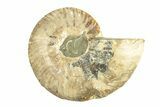 Cut & Polished Ammonite Fossil (Half) - Madagascar #270342-1
